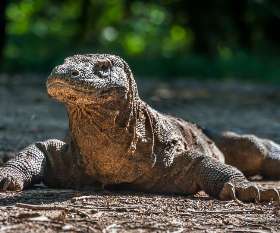 Komodo