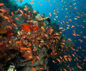 Pulau Private Charters