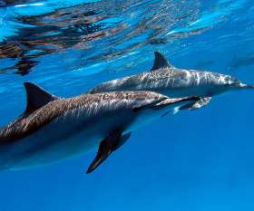 spinner dolphins