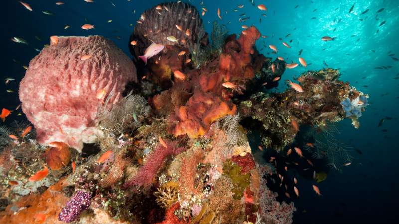 The Ultimate Guide to the Best Diving Spots in Bali