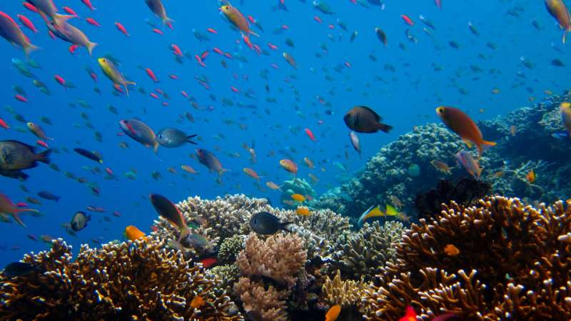 5 More Best Spots For Diving in Bali with Pulau Private Charters