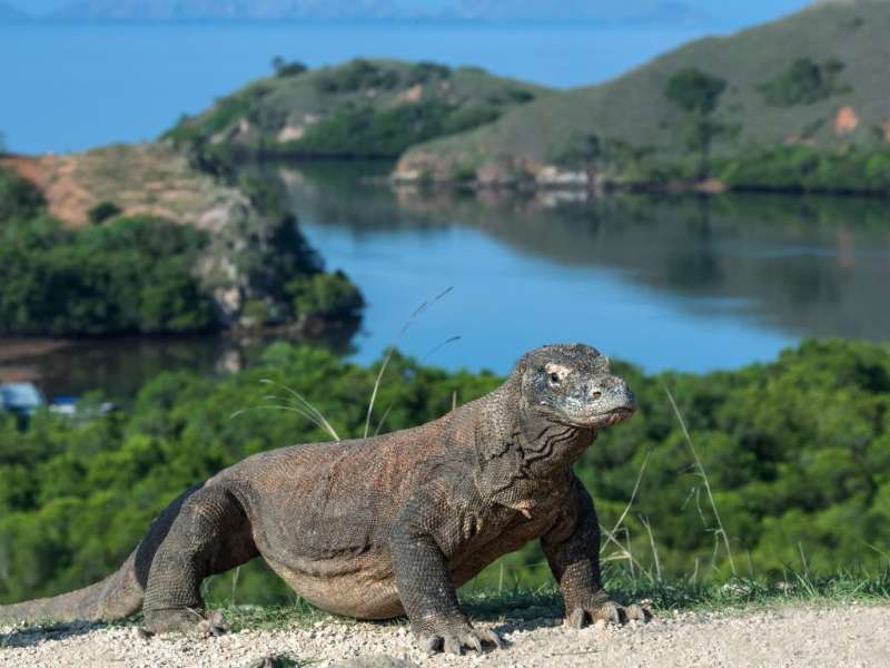 Why a Komodo Island Boat Tour is a Must-Do Adventure in Indonesia