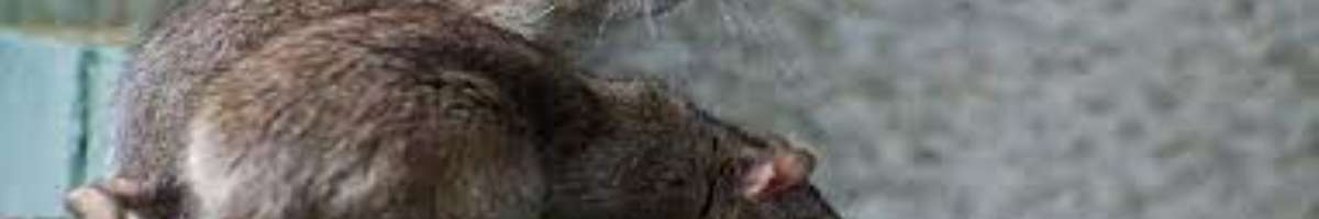 Rat Pest Control Perth Banner