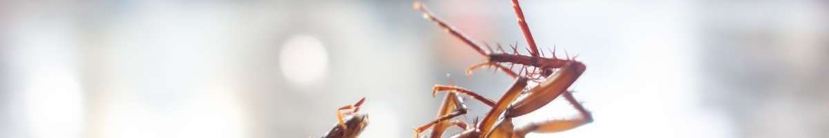 Pest Control Rockingham Banner