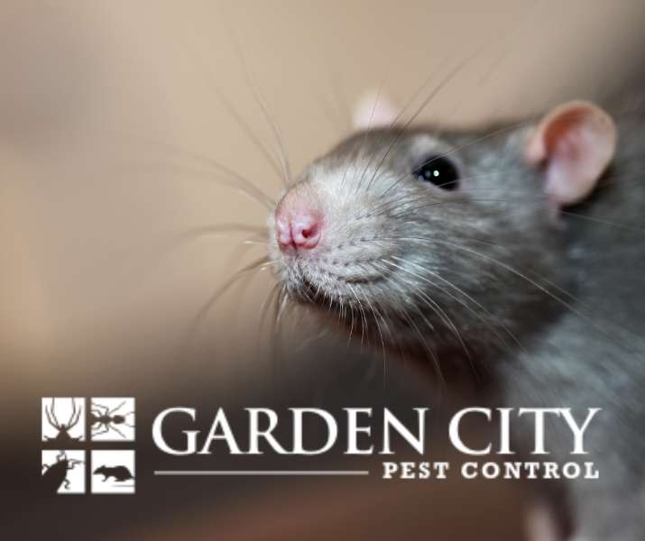 Pest-Proofing Your Home: 9 Tips and Tricks