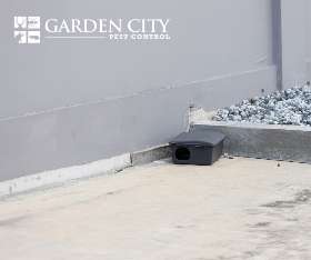 Sipder - Garden City Pest Control
