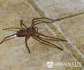 Sipder - Garden City Pest Control