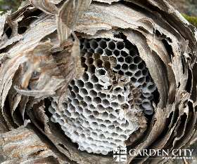 Wasps - Garden City Pest Control