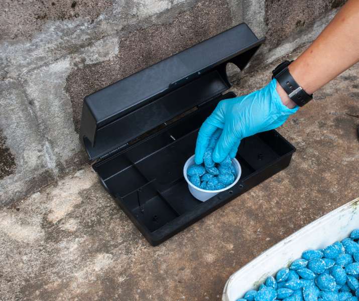 How to prevent rodent infestations in your home