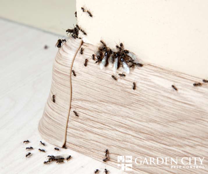 Strategies to Prevent Ant Infestations in Your Home