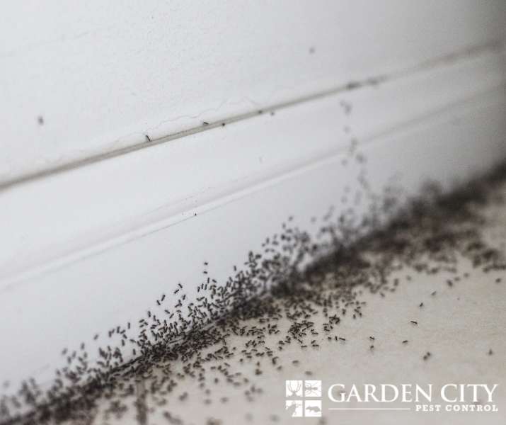 How do you know when it’s time to call an ant exterminator?