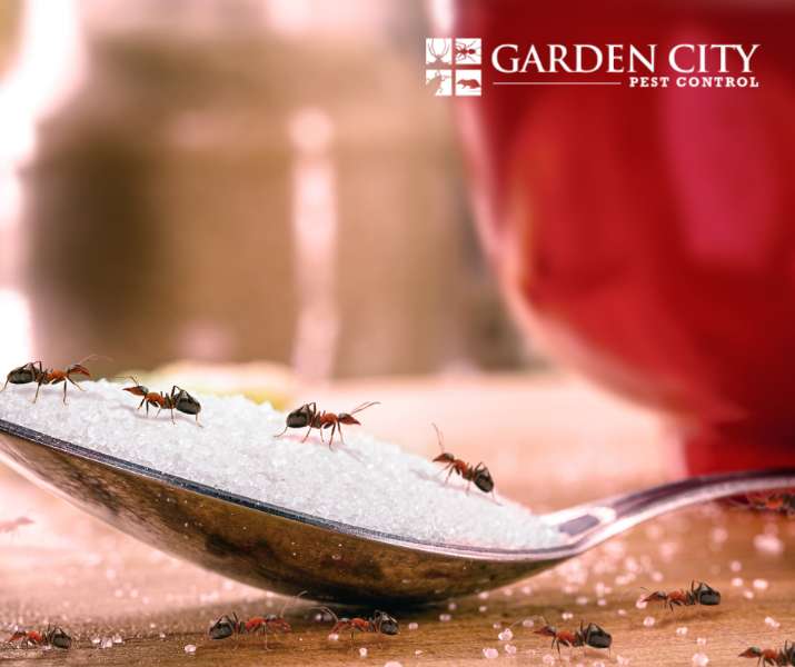 How Do You Get Rid of Ants Permanently in Your House?