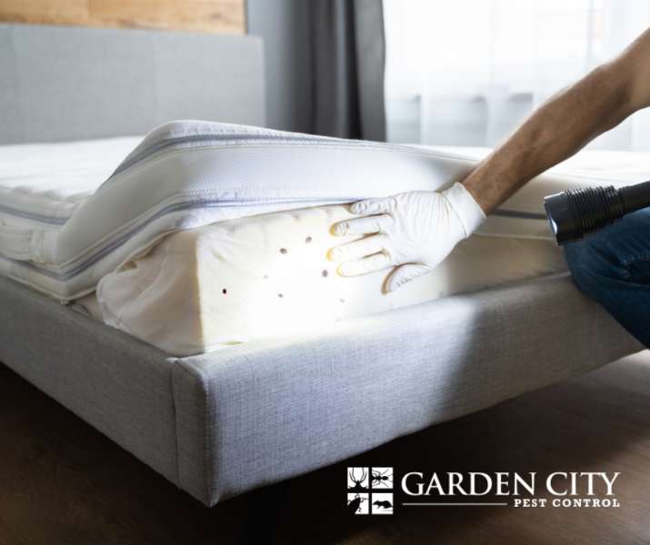 Effective Bed Bug Treatment
