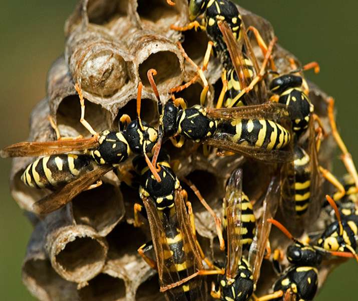 Controlling Paper Wasps