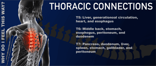 Thoracic Connections