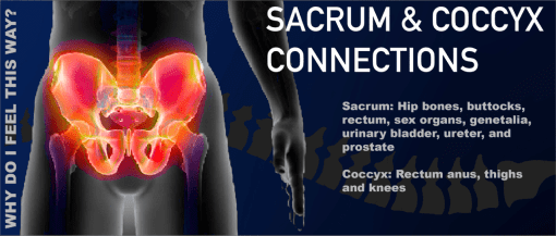 Sacrum & Coccyx Connections