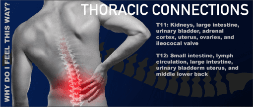 Thoracic Connections