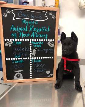 Animal Hospital of New Albany