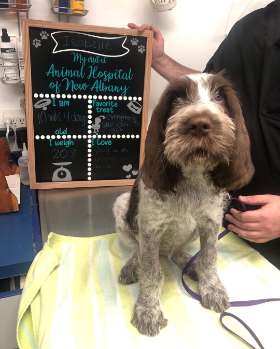 Animal Hospital of New Albany