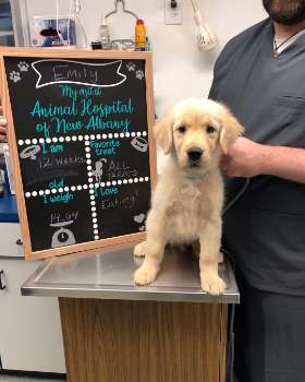 Animal Hospital of New Albany