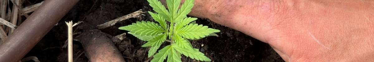 ARTABAN - Love Light and Soil Banner