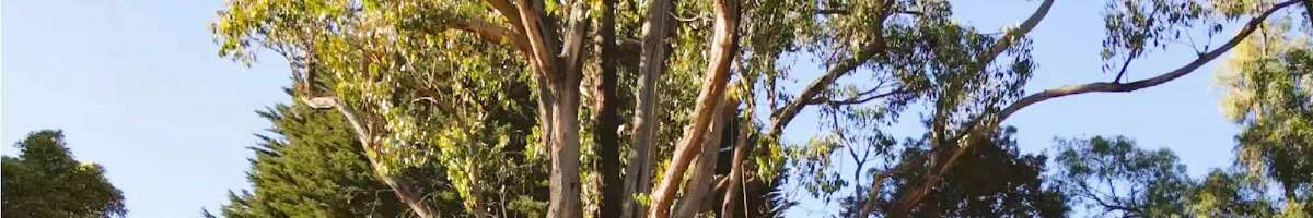 Melbourne Treeworks Banner