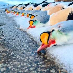 Penguin Collection I Aleutian Islands Waterfowlers @ Cold Bay Adventures Lodge
