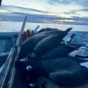 Birds of a Dream: Tom's Triumph I Aleutian Islands Waterfowlers @ Cold Bay Adventures Lodge