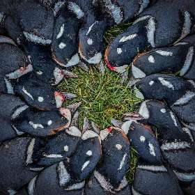 Quack Attack: The Tale of the Blue Duck Beatdown I Aleutian Islands Waterfowlers @ Cold Bay Adventures Lodge