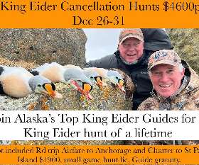 Join Alaska Top King Eider Guides for a King Eider hunt of a lifetime I Aleutian Islands Waterfowlers @ Cold Bay Adventures Lodge