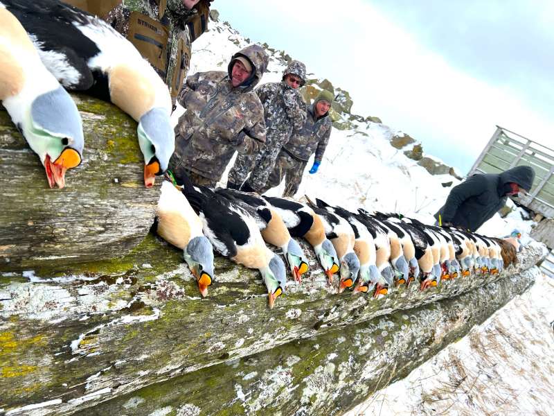 WHY ALEUTIAN ISLAND WATERFOWLERS CONTINUES TO BE THE #1 SEADUCK HUNT GUIDE IN ALASKA