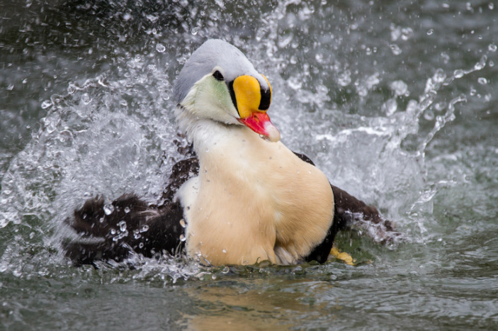 King Eider Hunting in Alaska - Chasing the Arctic Monarch