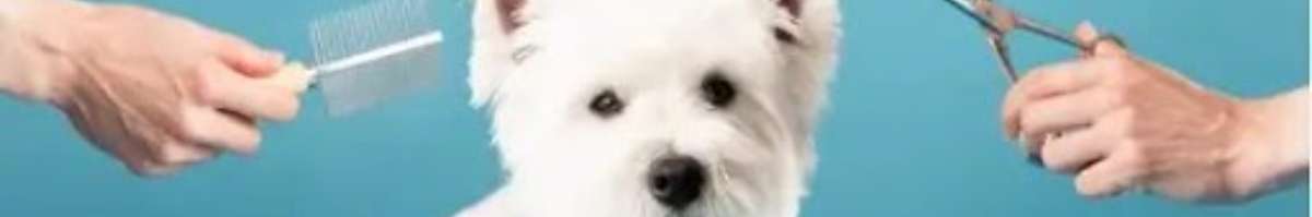 Noah's Ark Pets Banner