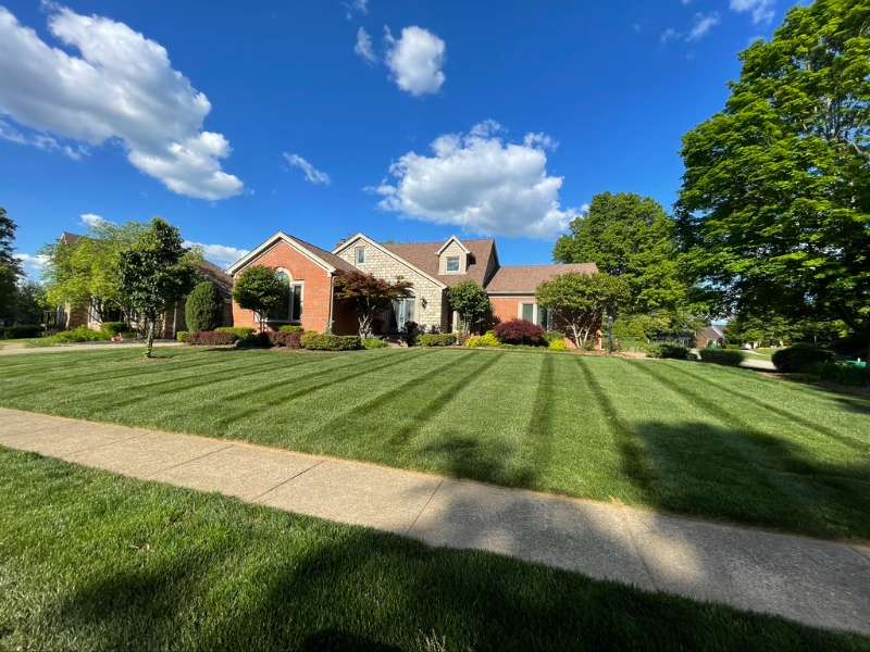 Achieve a Pristine Lawn with Professional Weed Control and Fertilization