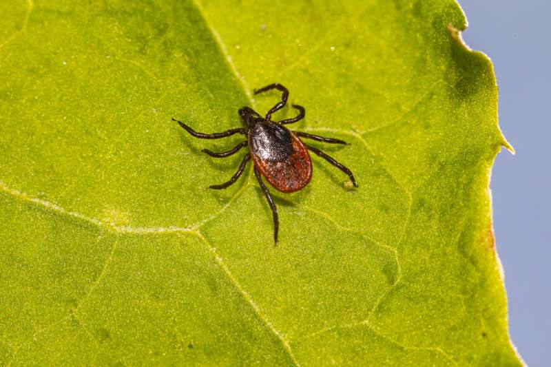 Protecting Children and Pets from Tick Dangers in Your Yard