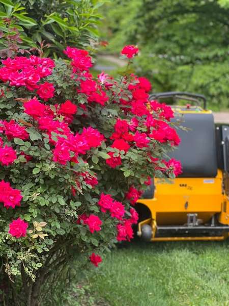 Achieve a Plush Green Summer Lawn with Turf Tech's Weed and Feed Solutions