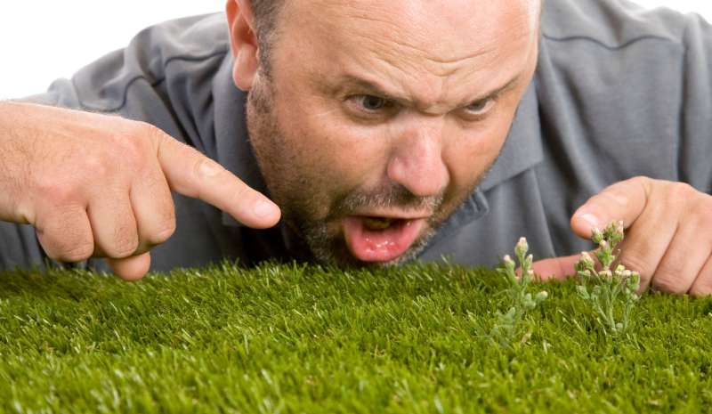 Should You Fertilize Before or After Weed Control