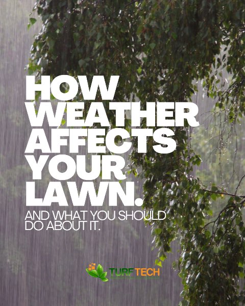 How Weather Affects Your Lawn (And What You Should Do About It)
