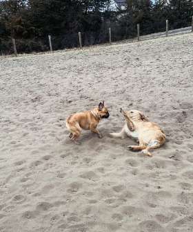 Shakopee Dog Park | Yappy Tails Doggy Wonderland