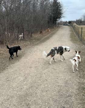 Dog Walking | Yappy Tails Doggy Wonderland