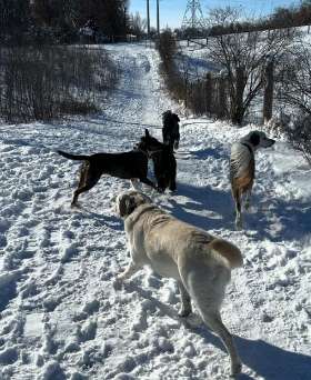 Winter walking  | Yappy Tails Doggy Wonderland