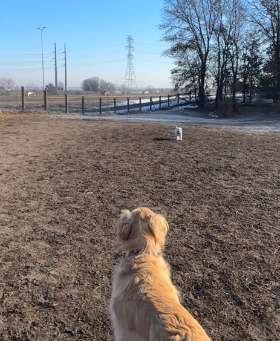 Cleary Lake Off Leash Dog Park  | Yappy Tails Doggy Wonderland 