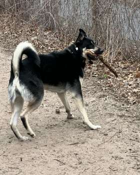German Shepherd  | Yappy Tails Doggy Wonderland