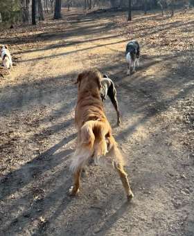 Golden Retriever  | Yappy Tails Doggy Wonderland