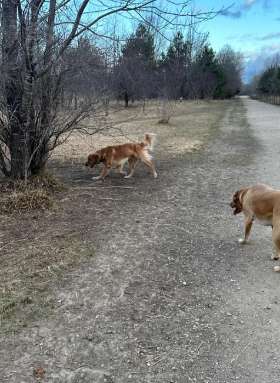 Shakopee Dog Park | Yappy Tails Doggy Wonderland