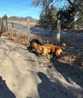 Cleary Lake Off Leash Dog Park  | Yappy Tails Doggy Wonderland 