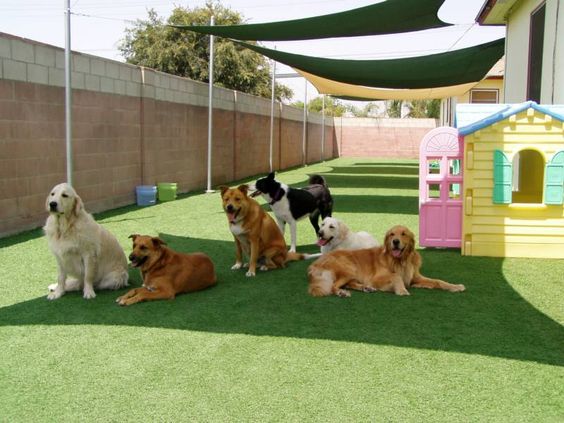 What Type Of Dog Daycare Is Right For Your Dog