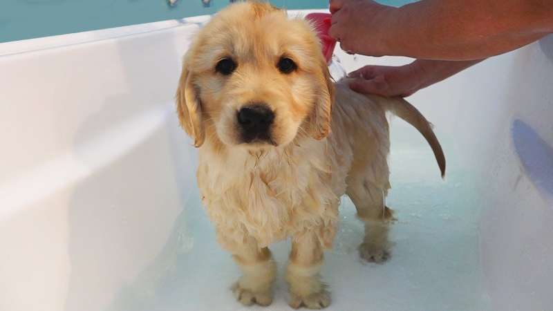 The Importance of Bathing and Grooming for Pets: Why Natural Shampoos Matter and Why No-Wash Systems
