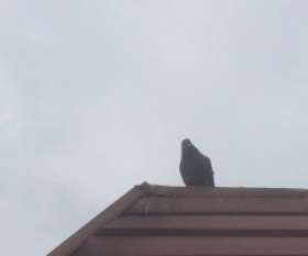 Bayswater Pest Control