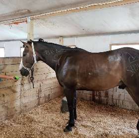 Benji the Horse Decorated with Chalk Messages